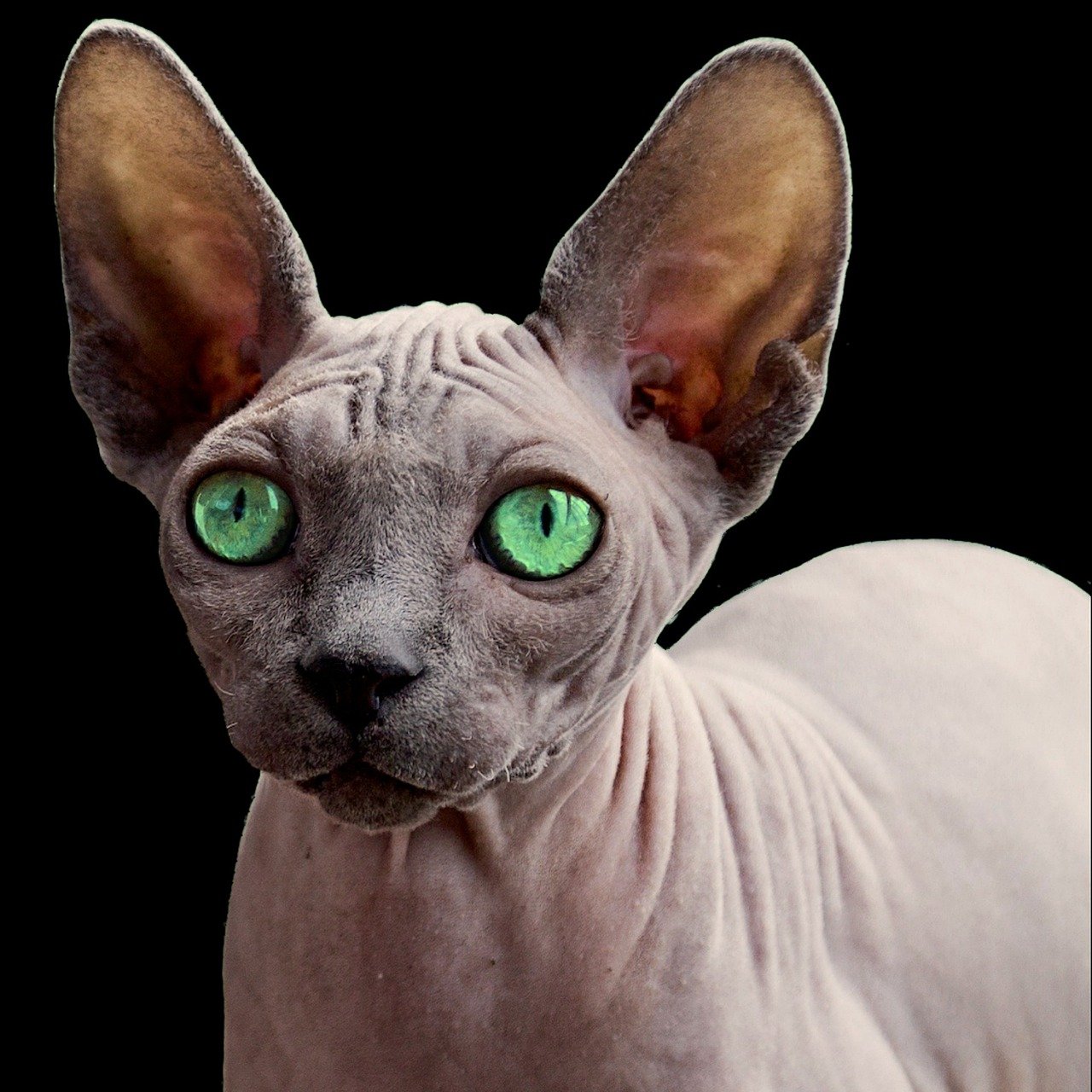 Sphynx: The Hairless Wonder (image credits: pixabay)