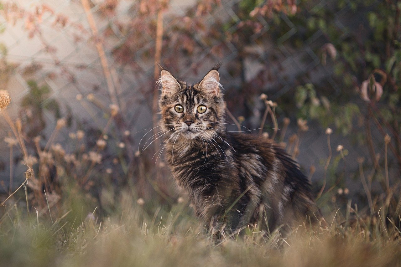Maine Coon: The Gentle Giant (image credits: pixabay)