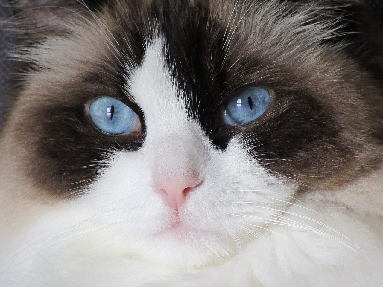 Ragdoll: The Relaxed Companion (image credits: pixabay)