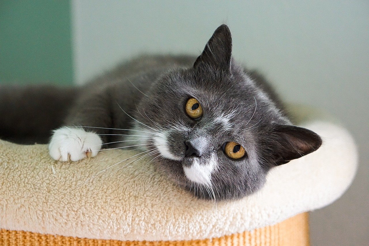 Russian Blue (image credits: pixabay)