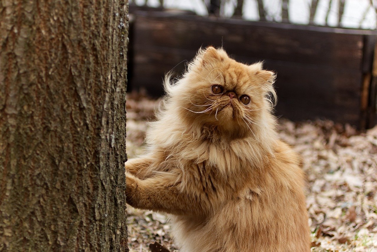 Persian (image credits: pixabay)