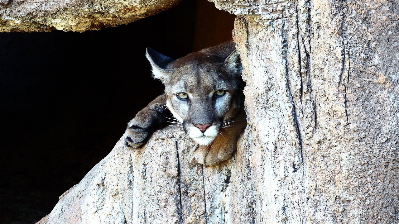 The Puma: The Versatile Athlete (image credits: pixabay)