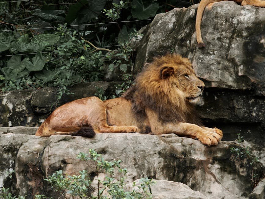 The Asiatic Lion: The King of the Forest (image credits: pexels)