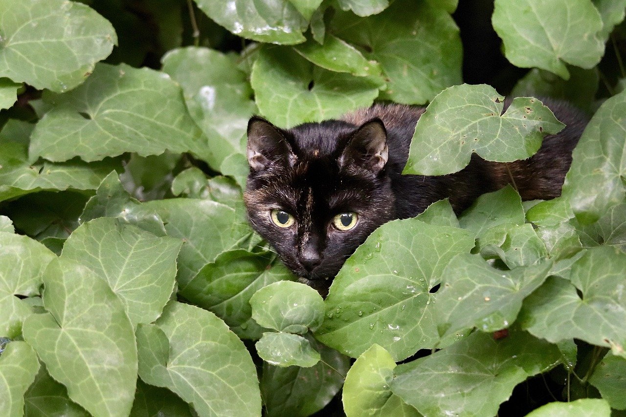 Hiding: A Safe Haven (image credits: pixabay)