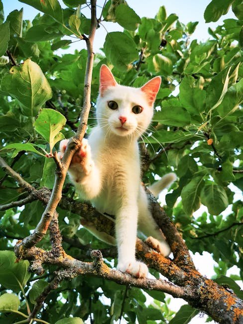 Smart Cat Trees (image credits: pexels)