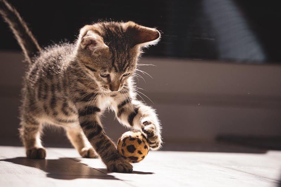 Automatic Ball Launchers (image credits: pexels)