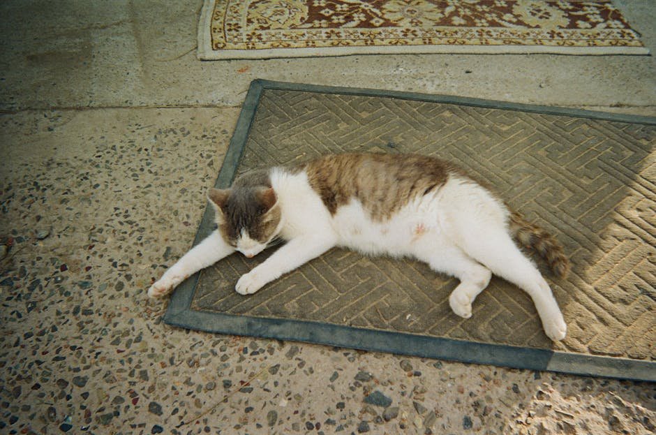 Catnip-Filled Interactive Mats (image credits: pexels)