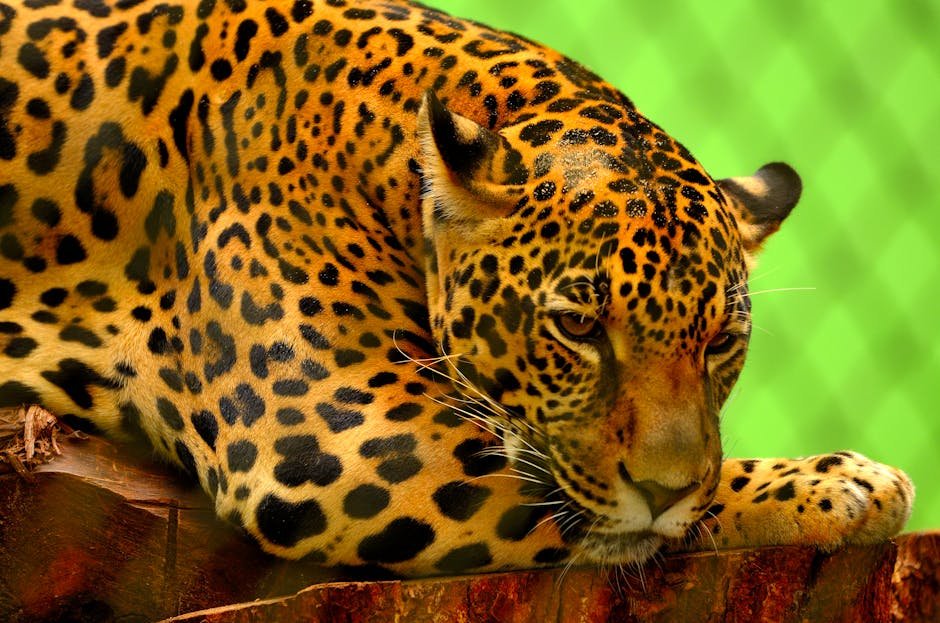 Jaguar: Stealthy Stalker of the Rainforest (image credits: pexels)