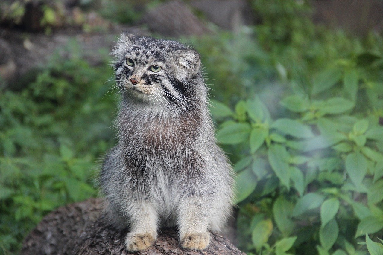 Pallas's Cat: The Secretive Survivor (image credits: pixabay)