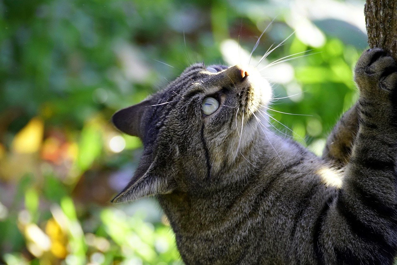 Installing Cat-Friendly Climbing Structures (image credits: pixabay)
