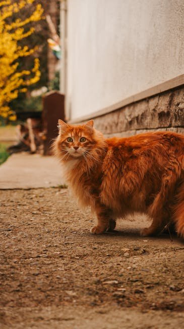 Cat-Proofing Your Home (image credits: pexels)