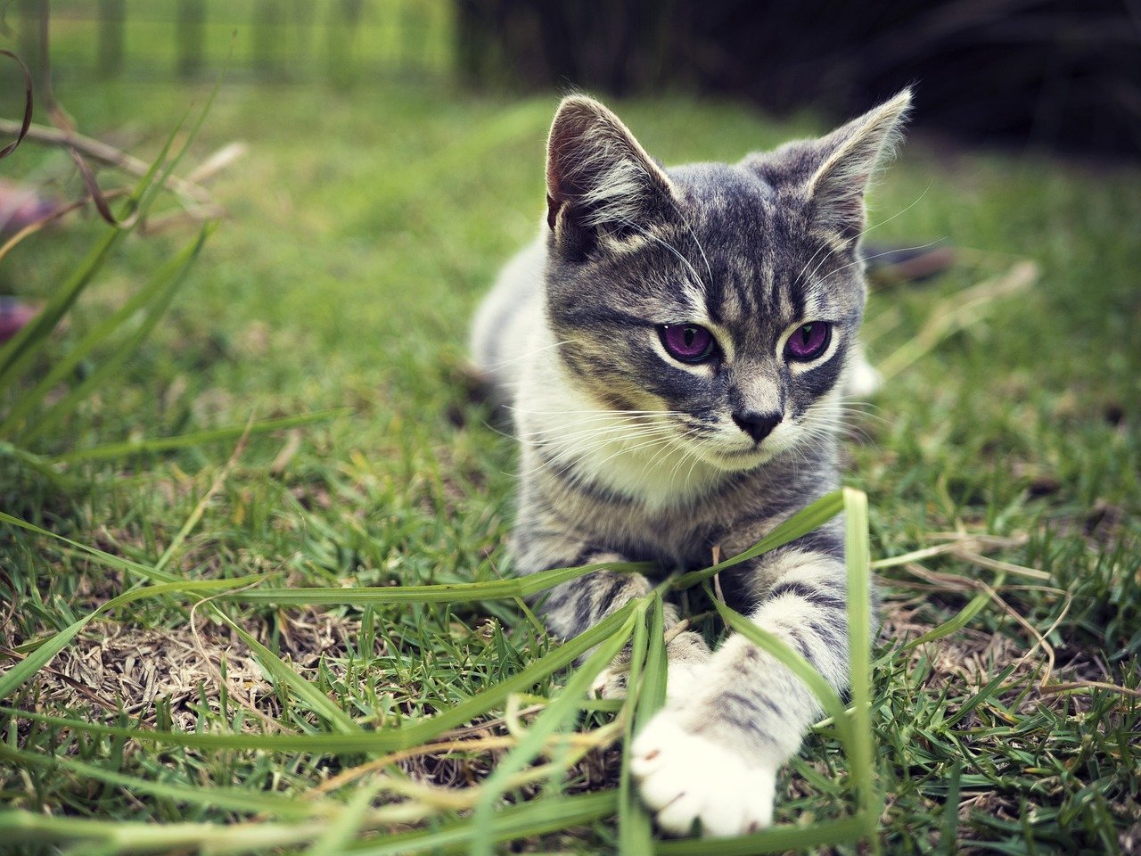 Providing Regular Veterinary Care (image credits: pixabay)