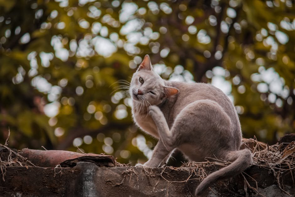 Adapting to Your Cat's Changing Needs (image credits: pexels)