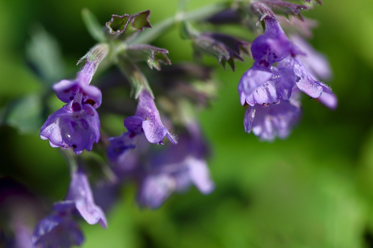 Incorporating Natural Elements (image credits: pixabay)
