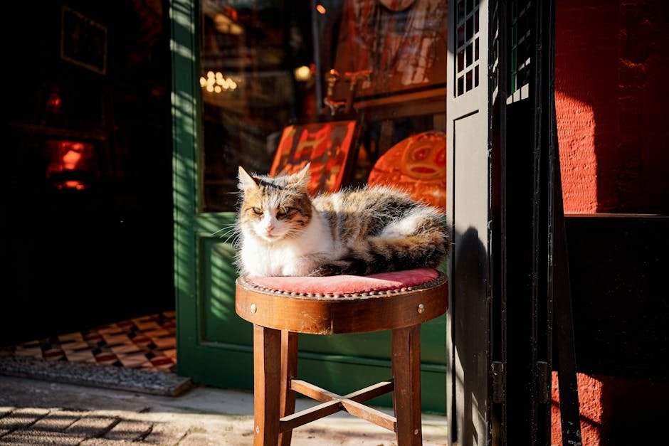 Identifying Allergy Symptoms in Cats (image credits: pexels)