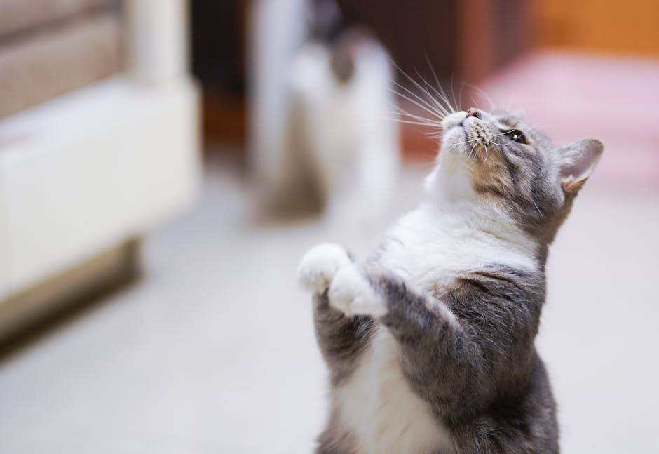 Understanding Feline Play Behavior: More Than Just Fun and Games (image credits: pexels)