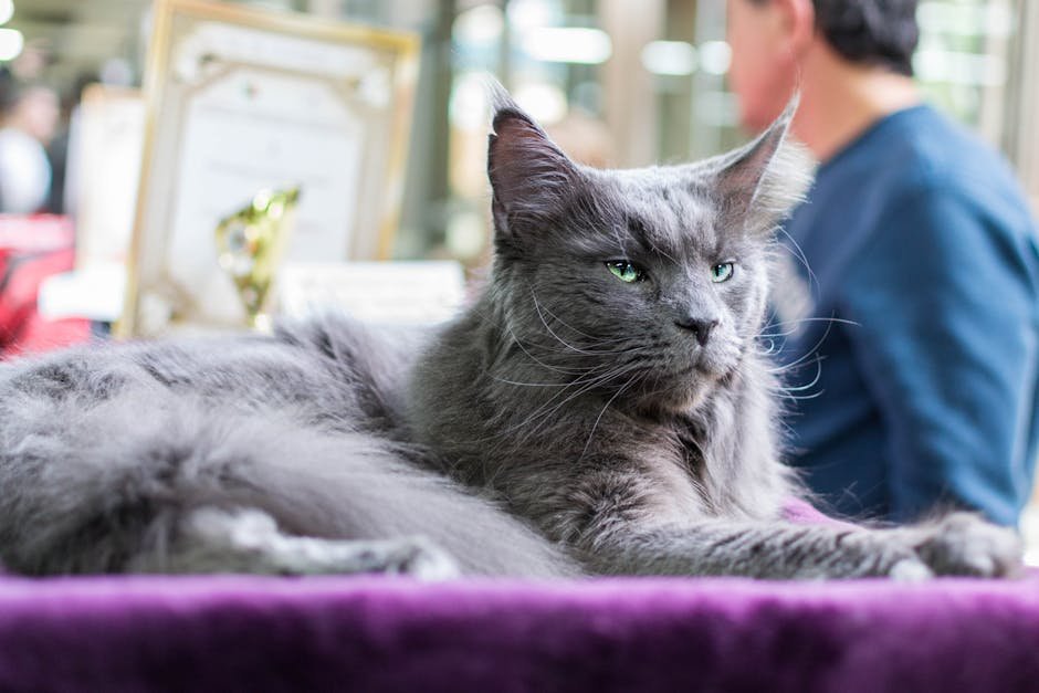 The Cat Fanciers' Association World Championship Cat Show (image credits: pexels)