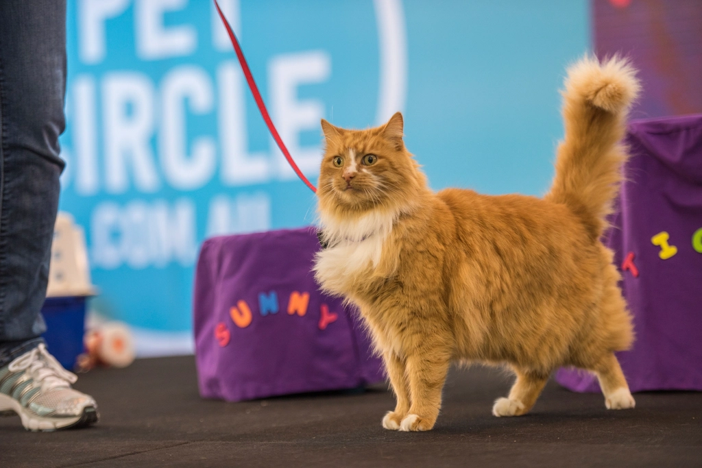 International Cat Association's Annual Cat Show (image credits: rawpixel)