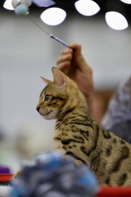 LondonCats International Show (image credits: pexels)