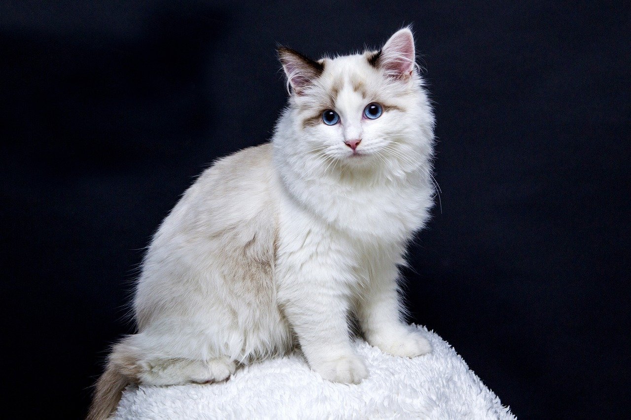 Supreme Cat Show (image credits: pixabay)