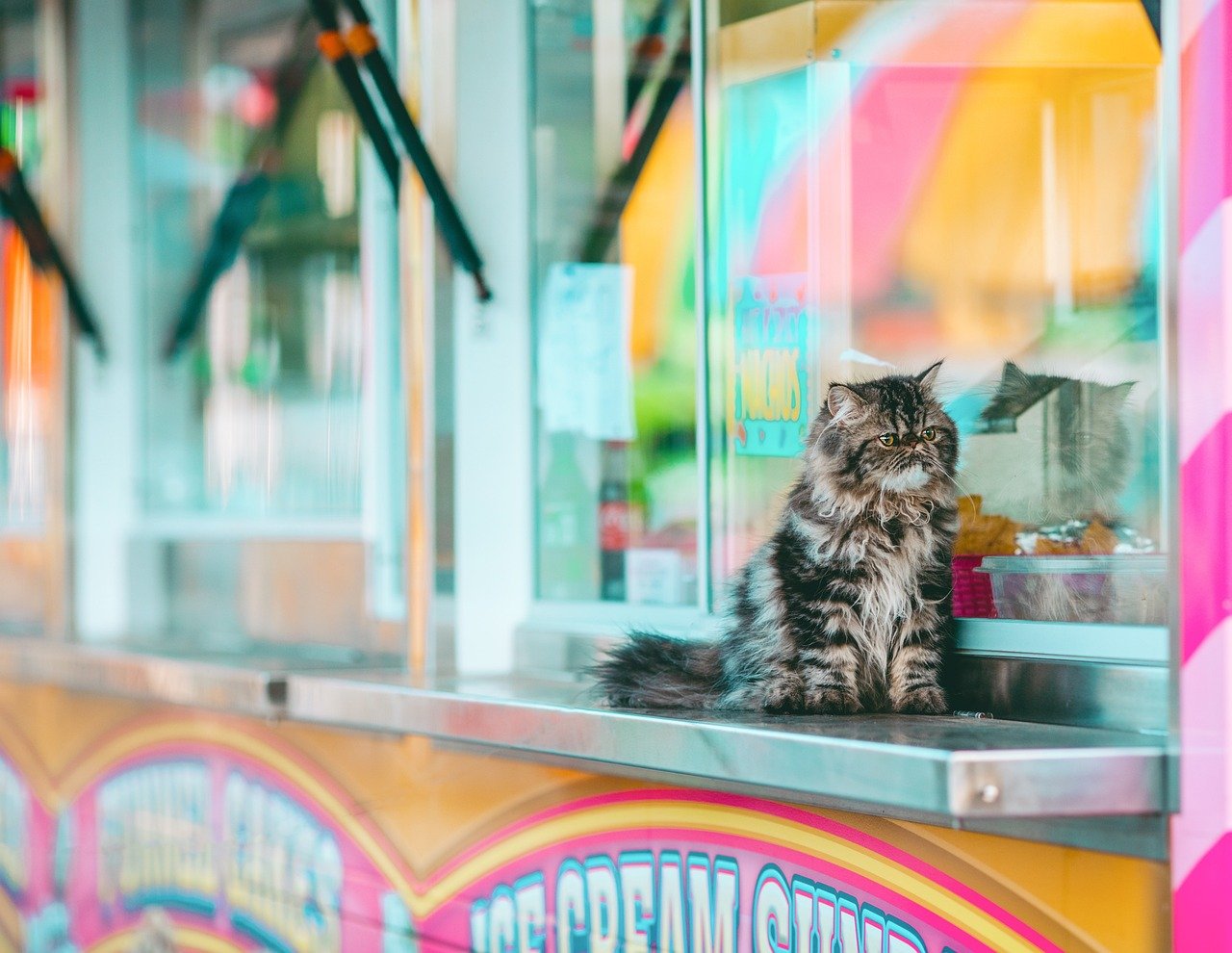 Meowfest (image credits: pixabay)