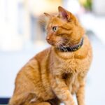 Adventure-Loving Cat
