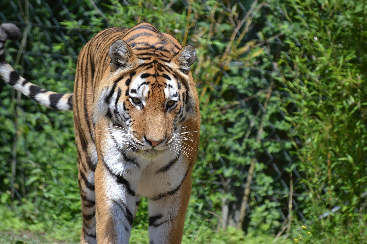 3. Ranthambore National Park, India (image credits: pixabay)