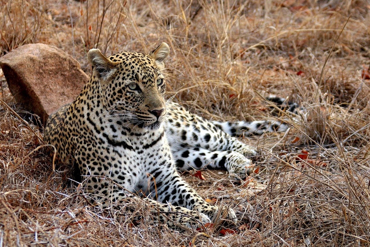8. Sabi Sand Game Reserve, South Africa (image credits: pixabay)