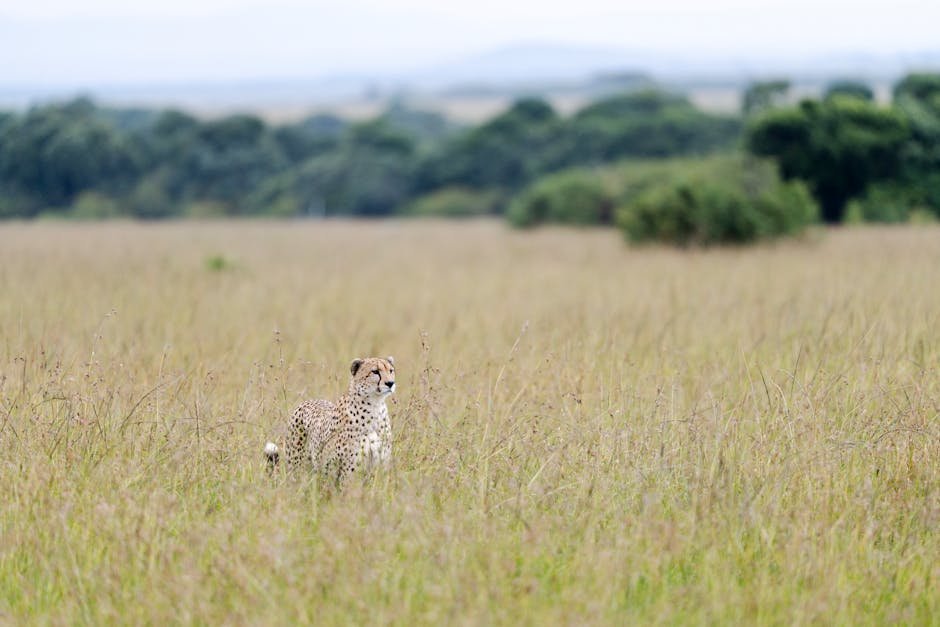 Selous Game Reserve, Tanzania (image credits: pexels)