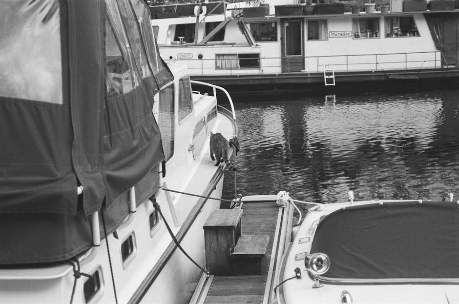 Cat-Only Luxury Yachts (image credits: pexels)