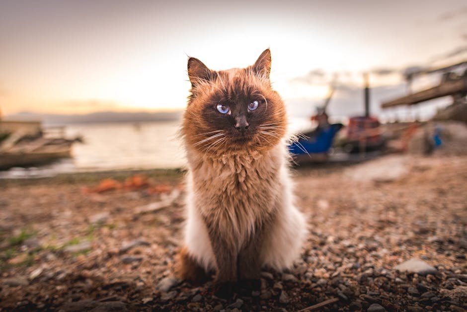 Purrfect Coastal Tours (image credits: pexels)