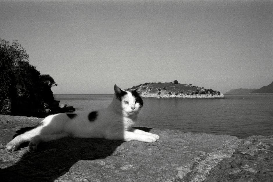Island Hopping with Feline Friends (image credits: pexels)