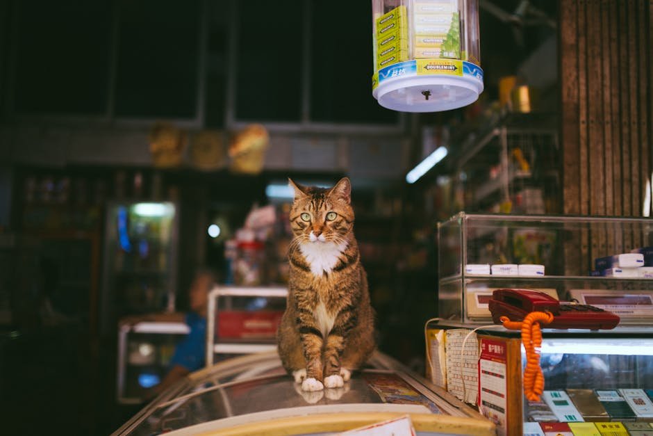 6. The Supermarket Sweep (image credits: pexels)