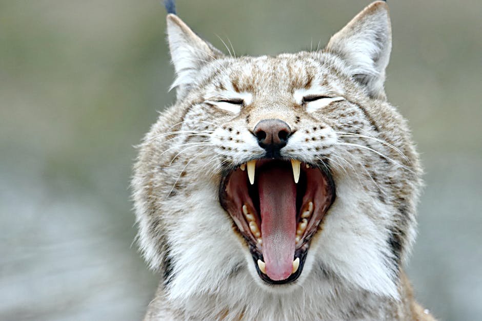 Vocalization Changes (image credits: pexels)