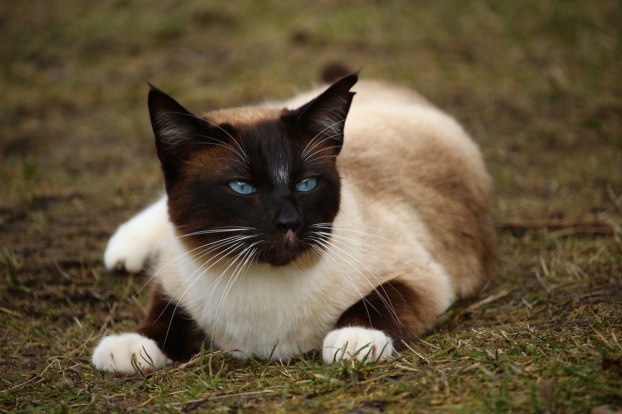 Understanding Breed-Specific Needs (image credits: pixabay)