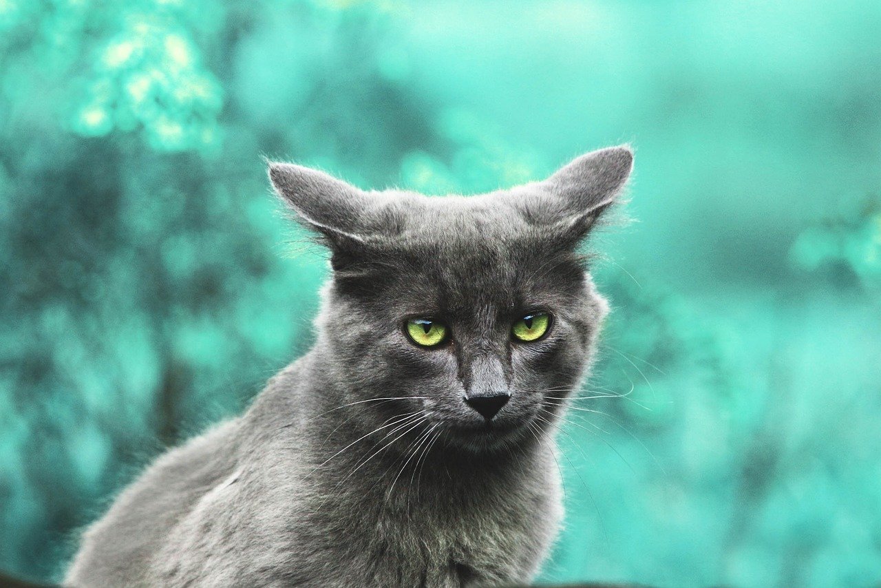 The Role of Age: Kitten vs. Adult (image credits: pixabay)