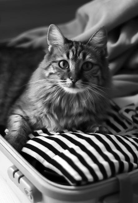 Introducing Your Cat to Travel Gradually (image credits: pexels)