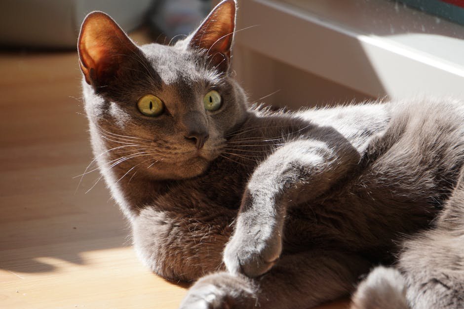 Monitoring Your Cat's Behavior During Travel (image credits: pexels)