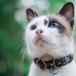 How to Choose a Travel-Friendly Cat Breed