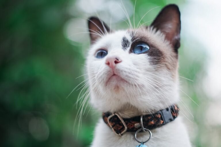 How to Choose a Travel-Friendly Cat Breed
