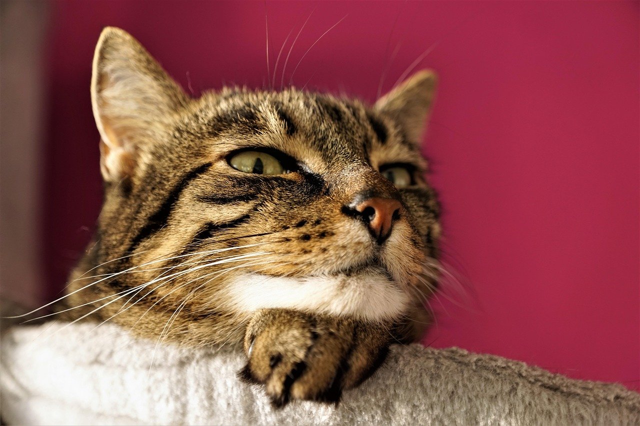 Observing Your Cat's Body Language (image credits: pixabay)