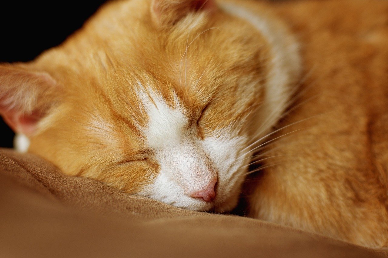 Notice Their Preferred Sleeping Spots (image credits: pixabay)