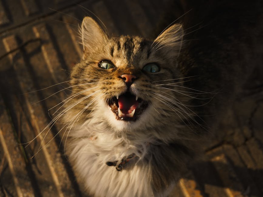 Observe Their Vocalizations (image credits: pexels)