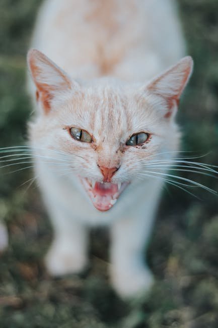 Notice Their Reaction to Being Picked Up (image credits: pexels)