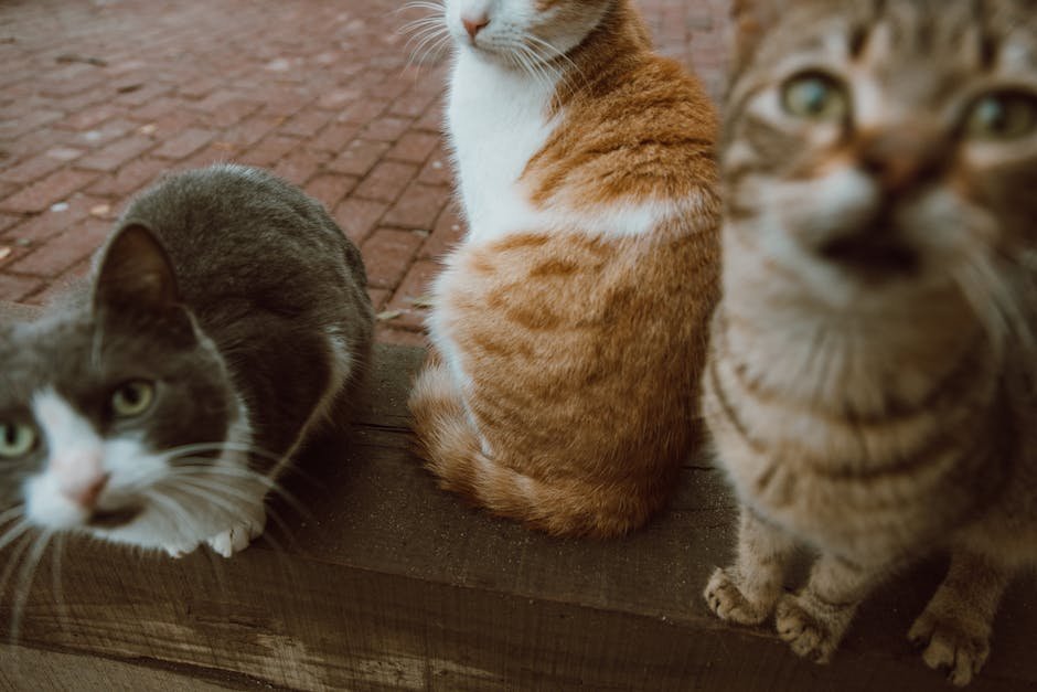Consider Their Reaction to Outdoor Exploration (image credits: pexels)