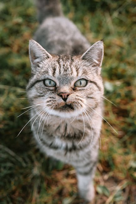 Understand Their Reaction to New Environments (image credits: pexels)