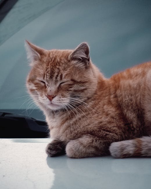 Understand Their Reaction to Car Rides (image credits: pexels)