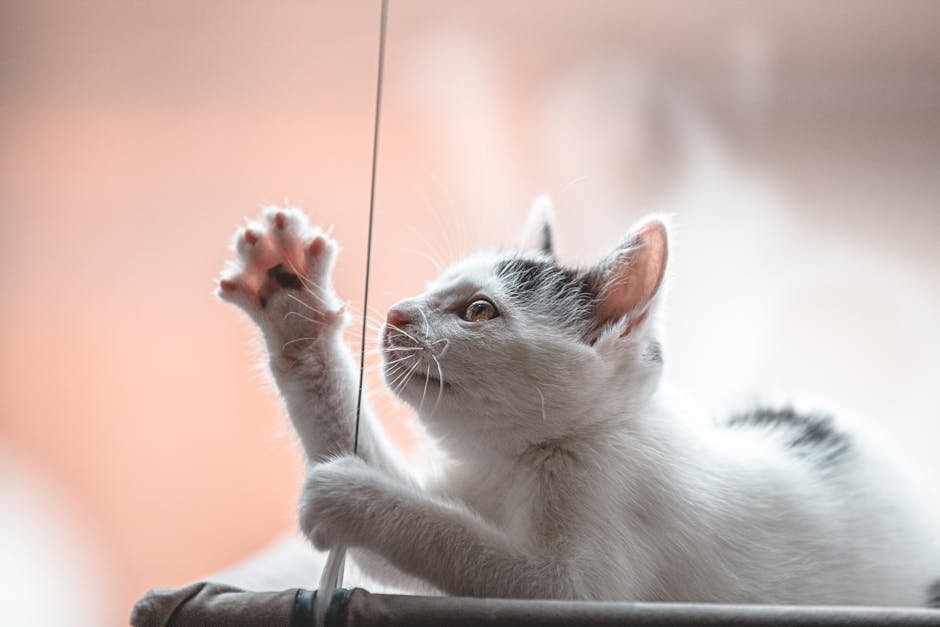 Playing Fetch and Interactive Games (image credits: pexels)