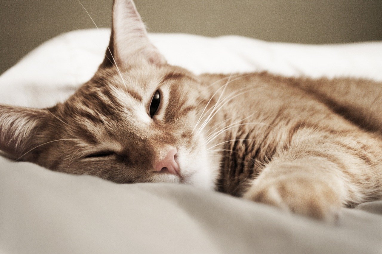 Comfort and Security (image credits: pixabay)