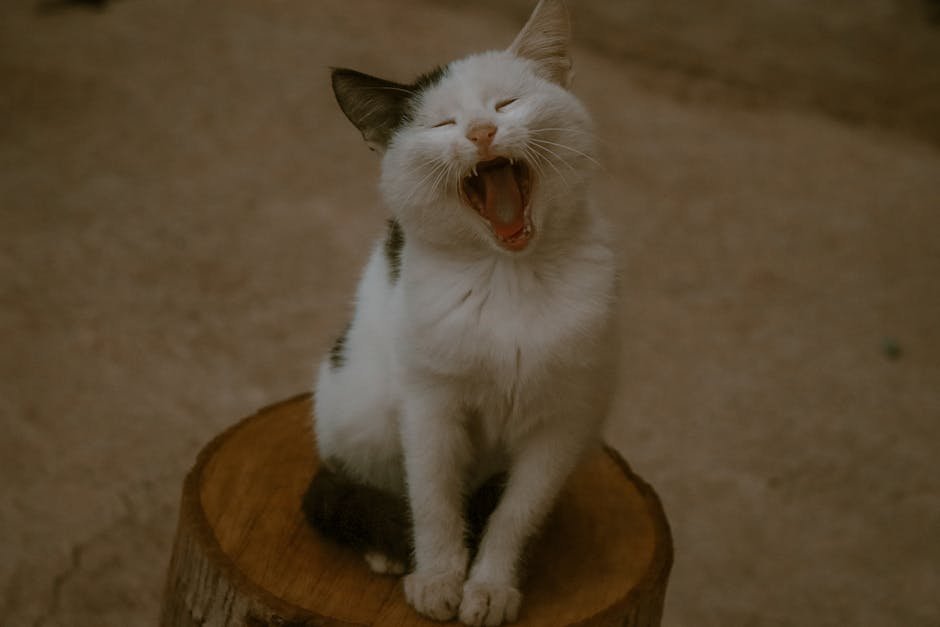 Emotional Imitation (image credits: pexels)